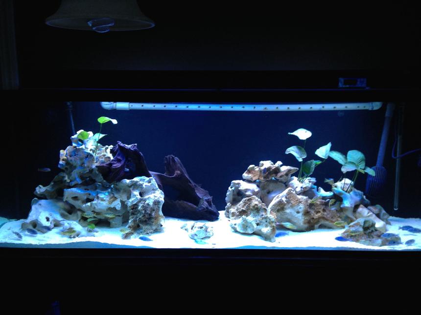 Rated #36: 150 Gallons Freshwater Fish Tank - 150gallon with C. Moorii, N. Venestus, and Elongatus chewere. Anubias with limestone rock and aragonite sand. Running FX5 and additional media reactors. 60" T5x4 lighting.