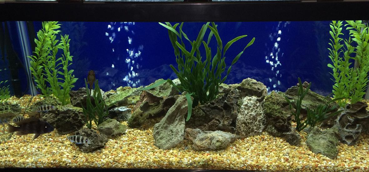 75 gallons freshwater fish tank (mostly fish and non-living decorations) - Standard 75 gal. all-glass aquarium, with 2 marineland c360 canister filters, 200 watt submersible heater, (cheap brand topfin air 4000 pump with 2 bubble stones),standard florescent bulb, bottom covered in crushed coral, topped with pea gravel, standard plastic plants.