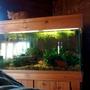 90 gallons freshwater fish tank (mostly fish and non-living decorations) - 90 gal freshwater tank with Blood Parrots, loaches, guppies and cories