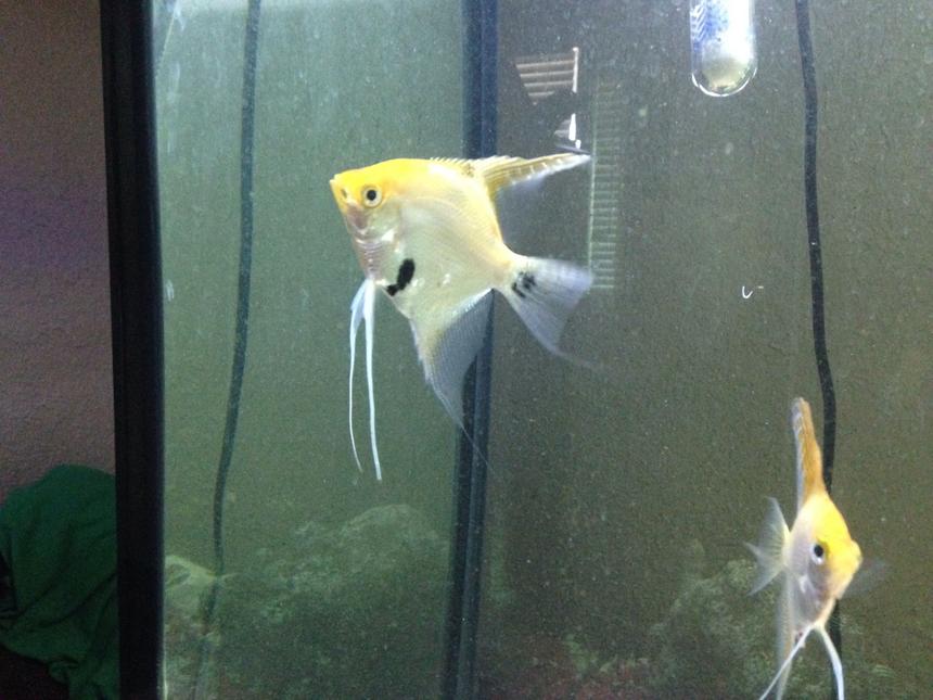 Rated #38: Freshwater Fish Stocking In 60 Gallons Tank - 60 gal freshwater