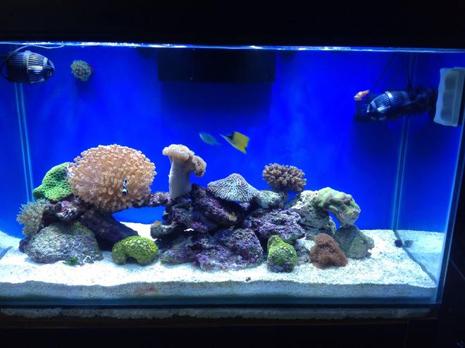 80 gallons reef tank (mostly live coral and fish) - 80G reef tank