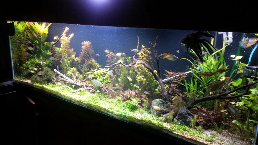 Rated #28: 135 Gallons Planted Tank - About 6 weeks along