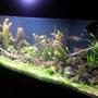 135 gallons planted tank (mostly live plants and fish) - About 6 weeks along