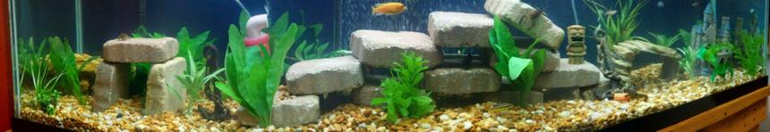 Rated #49: 125 Gallons Freshwater Fish Tank - Unfinished any suggestions