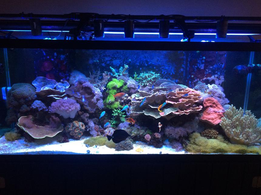Rated #1: 210 Gallons Reef Tank - 210 gallon mixed reef.