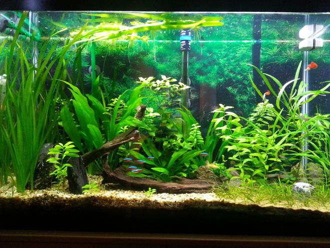 45 gallons planted tank (mostly live plants and fish) - picture taken after trimming
