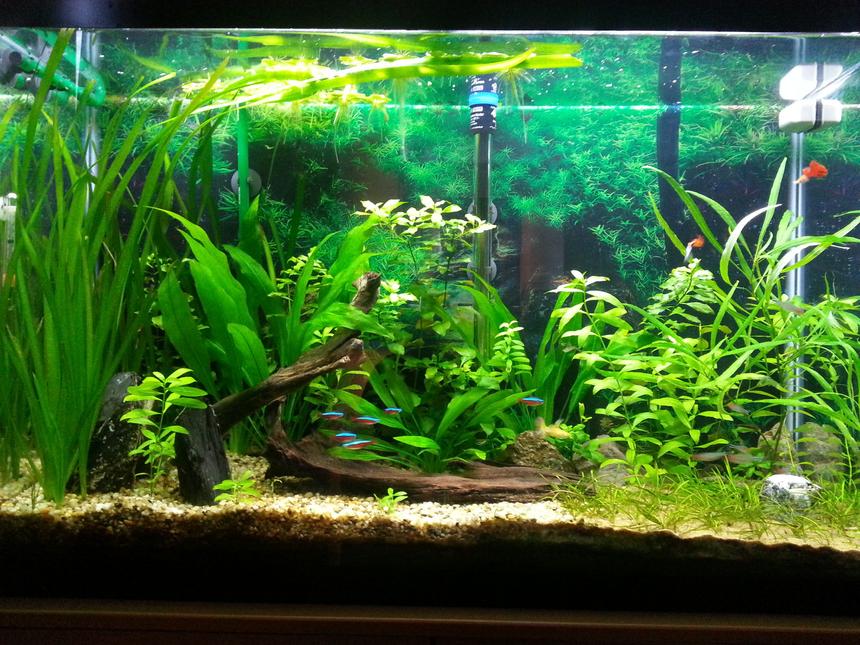 Rated #12: 45 Gallons Planted Tank - picture taken after trimming