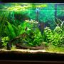 45 gallons planted tank (mostly live plants and fish) - picture taken after trimming