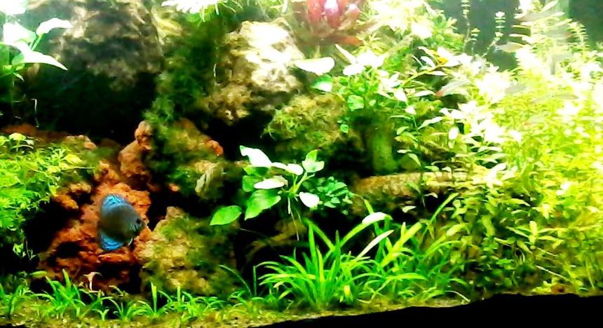 Rated #17: 90 Gallons Planted Tank - Slice of the 90 gallon Dutch method.