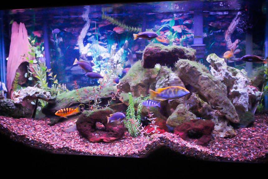 Rated #10: 90 Gallons Freshwater Fish Tank - 90 gallon African tank.