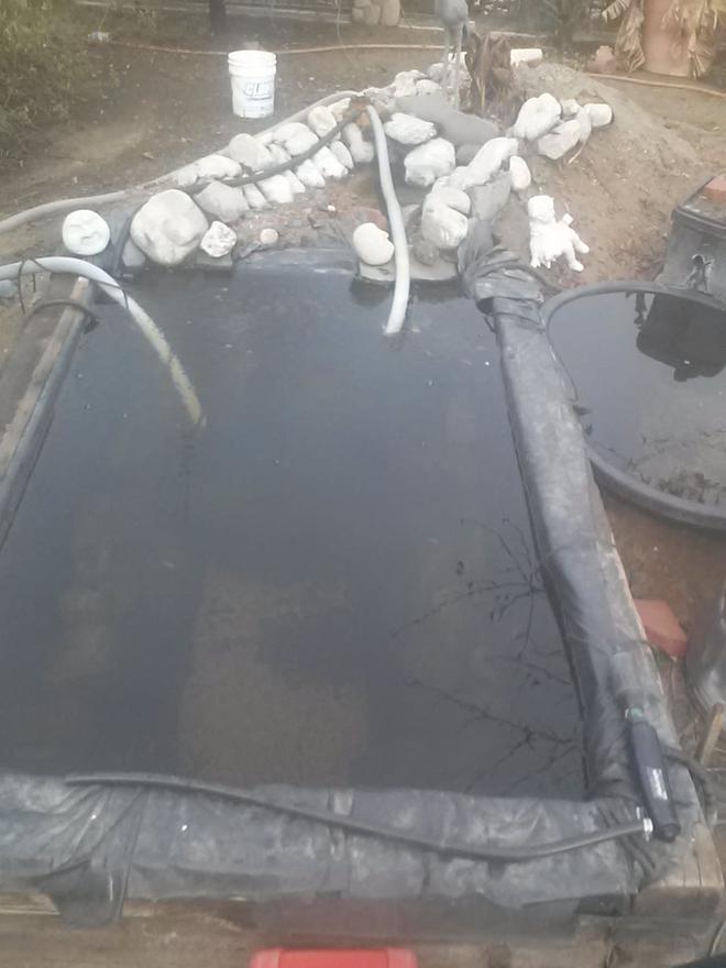 1475 gallons freshwater fish tank (mostly fish and non-living decorations) - My lockness tropical pond