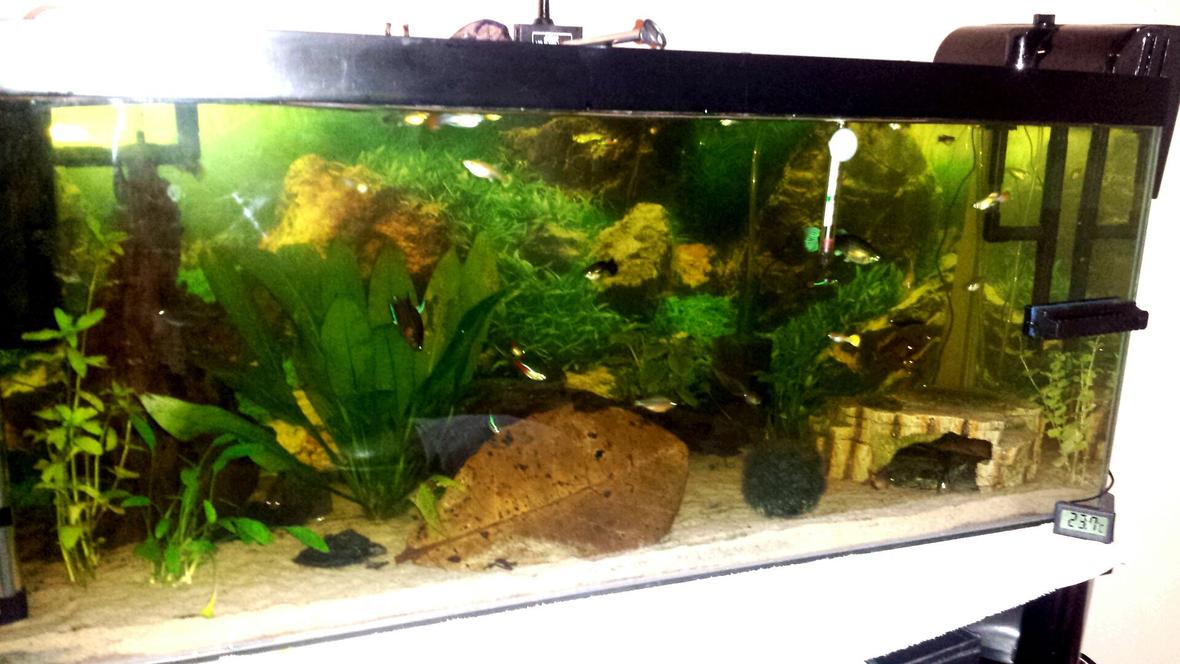 21 gallons planted tank (mostly live plants and fish) - 3ft all live plants