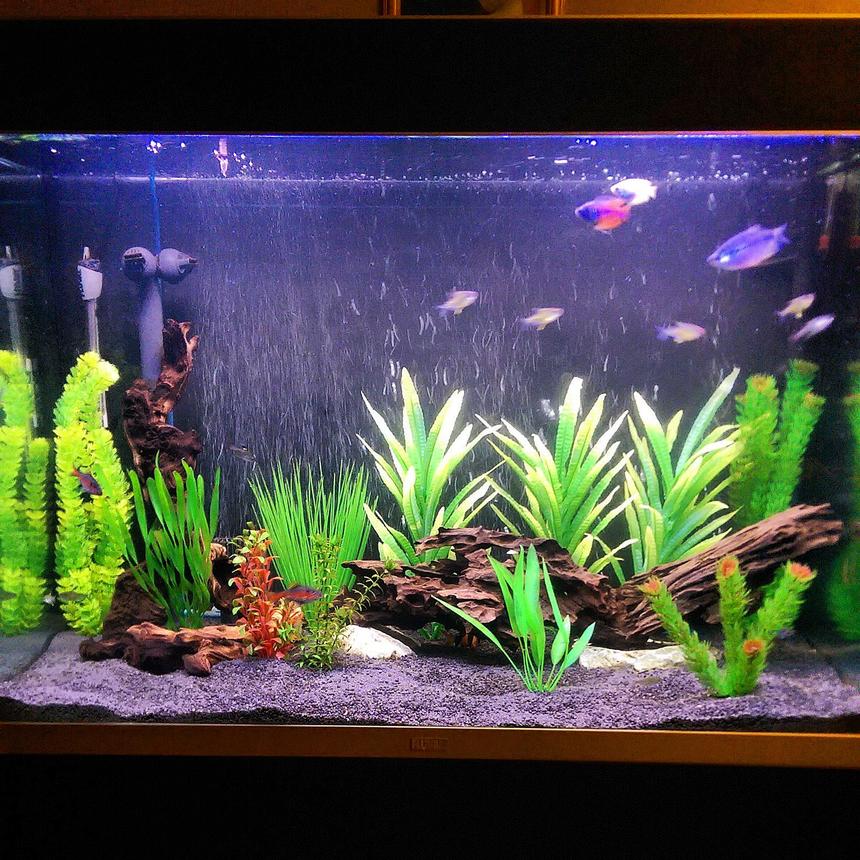 Rated #37: 75 Gallons Freshwater Fish Tank - Working progress
