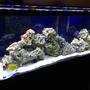 55 gallons saltwater fish tank (mostly fish, little/no live coral) - 55 gallon FOWLR