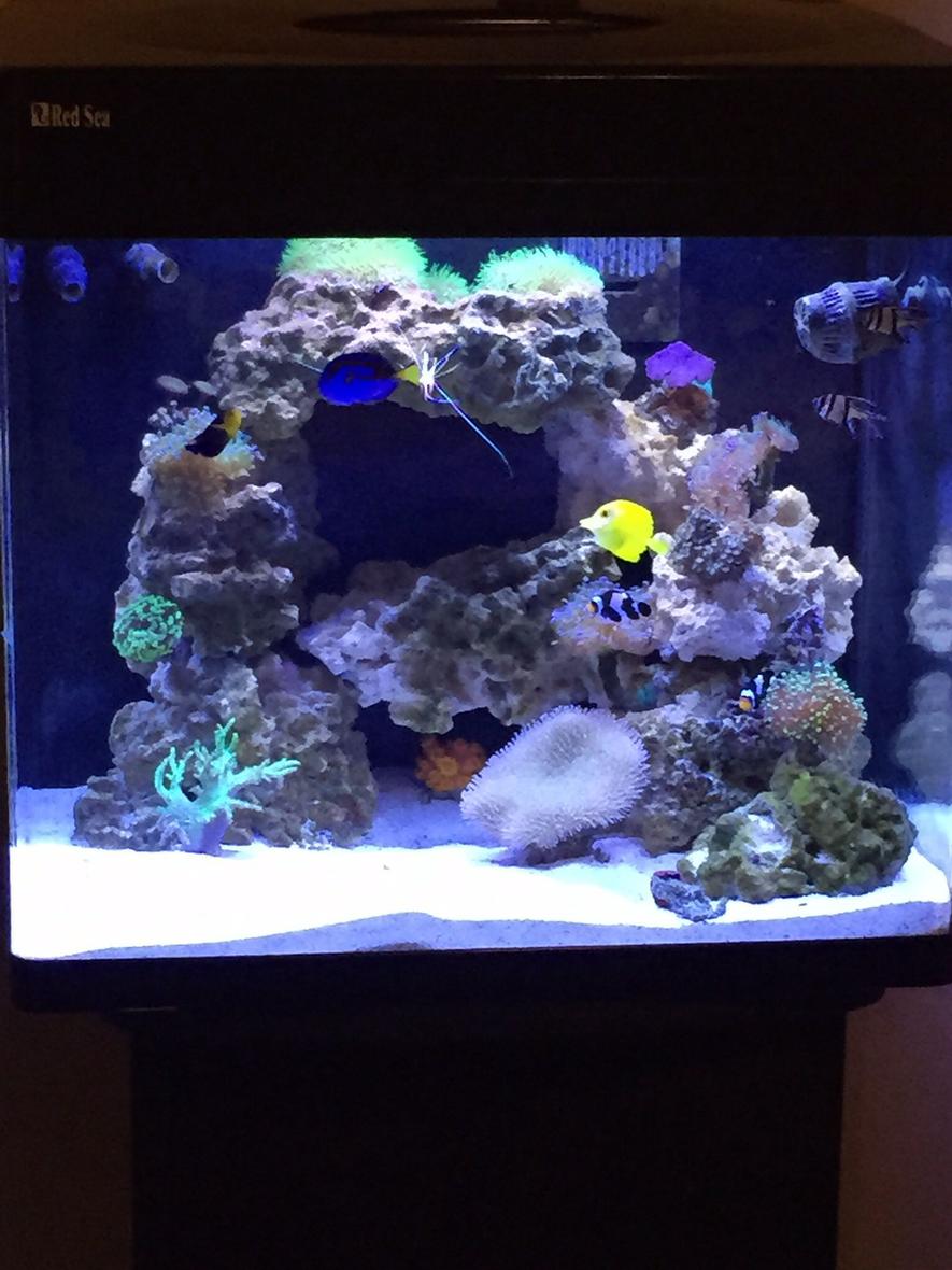 34 gallons reef tank (mostly live coral and fish) - 34 gal with LED lights
