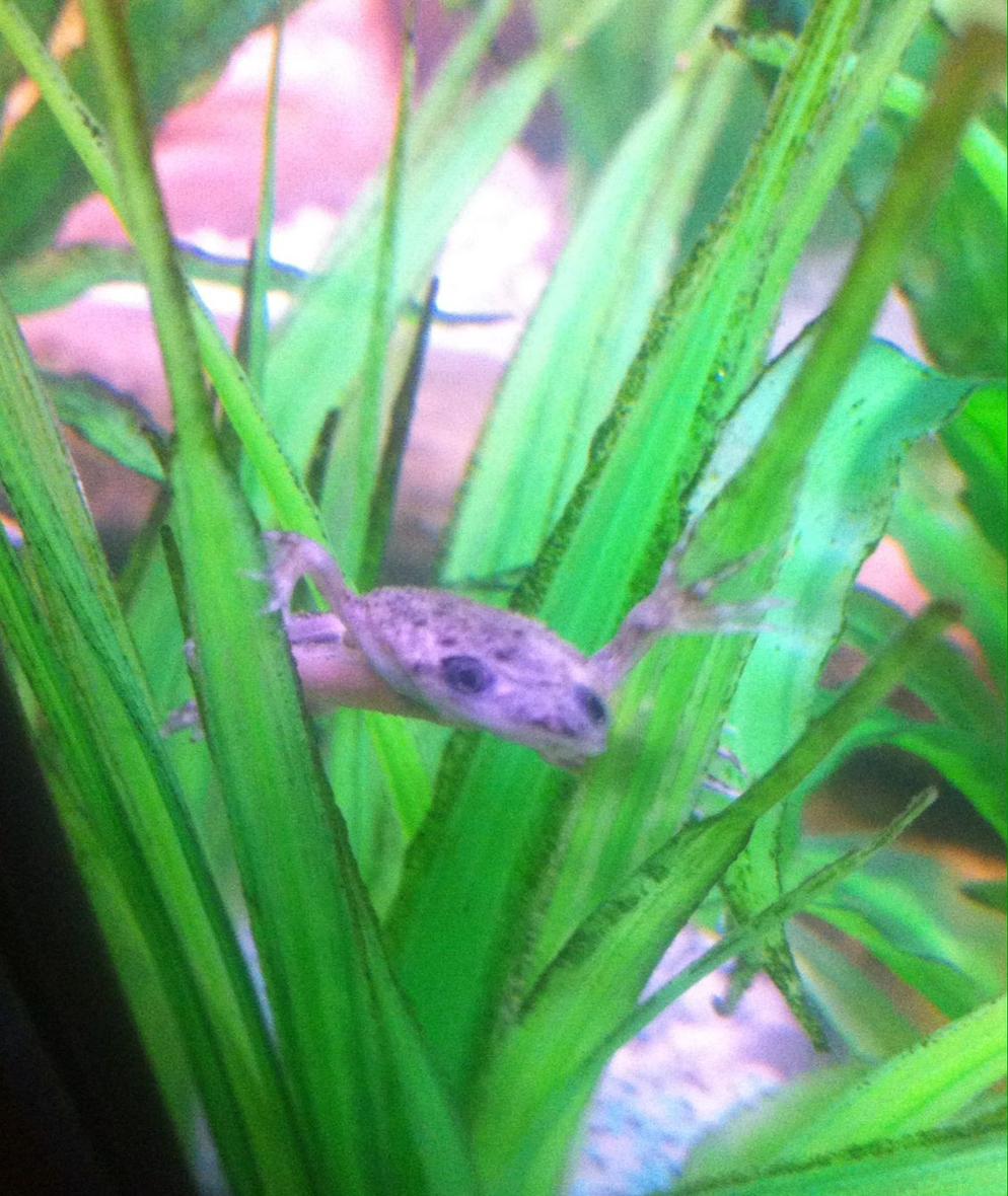 freshwater fish stocking in 40 gallons tank - African Dwarf Frog