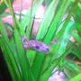 freshwater fish stocking in 40 gallons tank - African Dwarf Frog
