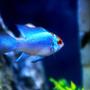 freshwater fish stocking in 52 gallons tank - Electric Blues!!