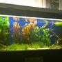 54 gallons planted tank (mostly live plants and fish) - Planted tank 54gallona/240ltr
