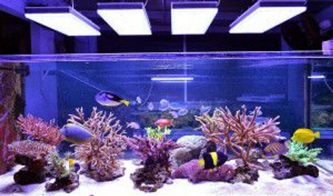2 gallons reef tank (mostly live coral and fish) - this is my fish tank with lighting