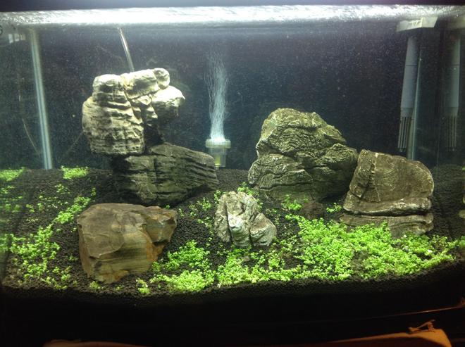 20 gallons planted tank (mostly live plants and fish) - Turning the floor into a carpet.  This live carpeting plant is CUBA, an amazing micro small growth carpeting plant, requires a slight pro level involvement but amazing to look at once grown completely. This is my first attempt at a carpeting aquarium.