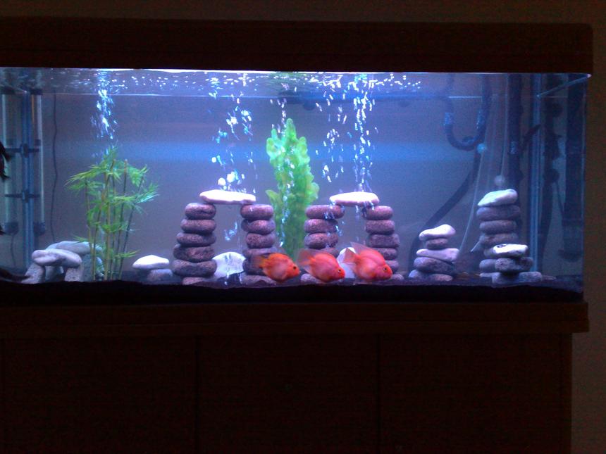 Rated #80: 80 Gallons Freshwater Fish Tank - Freshwater Tank
