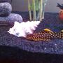 freshwater fish - baryancistrus sp. - gold nugget pleco (l-18) stocking in 80 gallons tank - Gold Nugget
