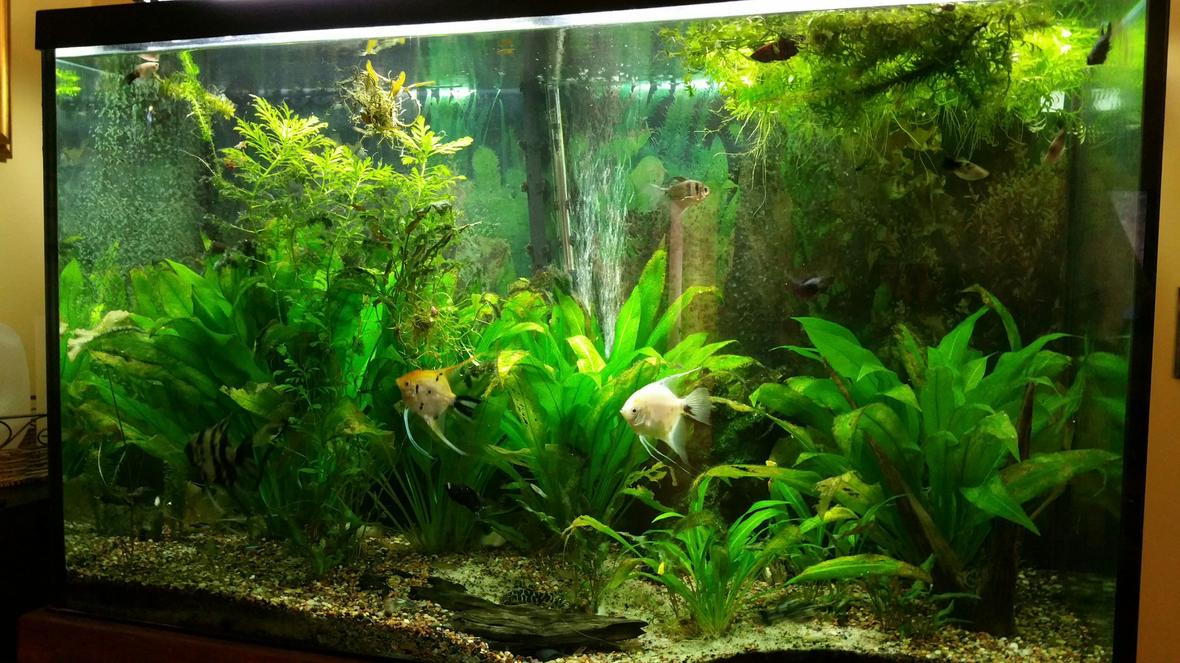 110 gallons planted tank (mostly live plants and fish) - Needs a cleaning