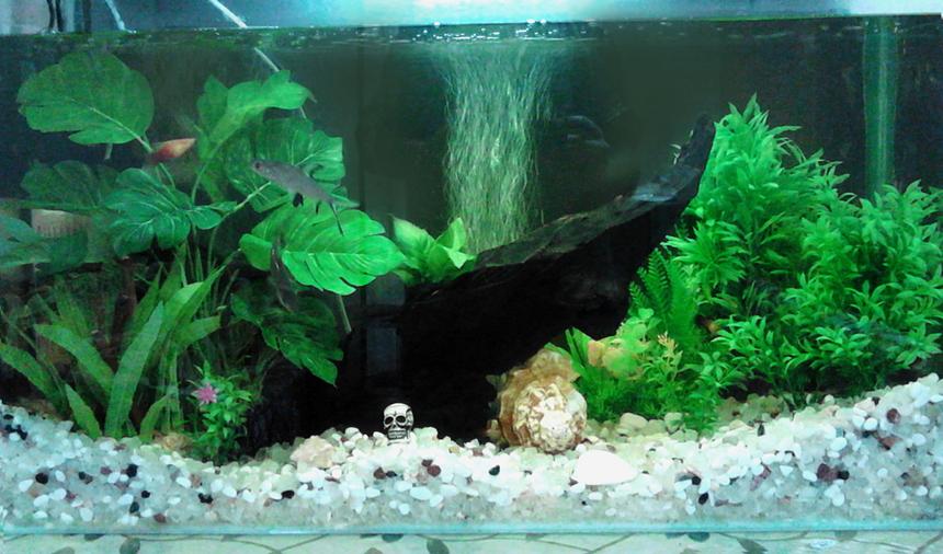 Rated #53: 50 Gallons Freshwater Fish Tank - 50 gallon freshwater tank with white gravel bottom, central piece of driftwood and different kinds of fake and live plants. The tank is provided by good internal filtration system, heater and, air pumper for oxygen and moderate fluorescent lighting.