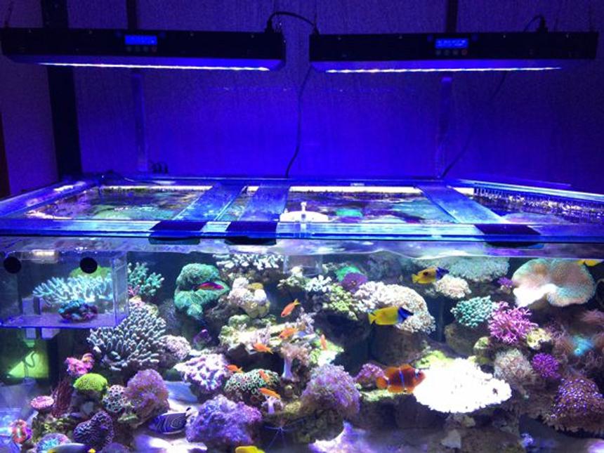 Rated #657: 2 Gallons Freshwater Fish Tank