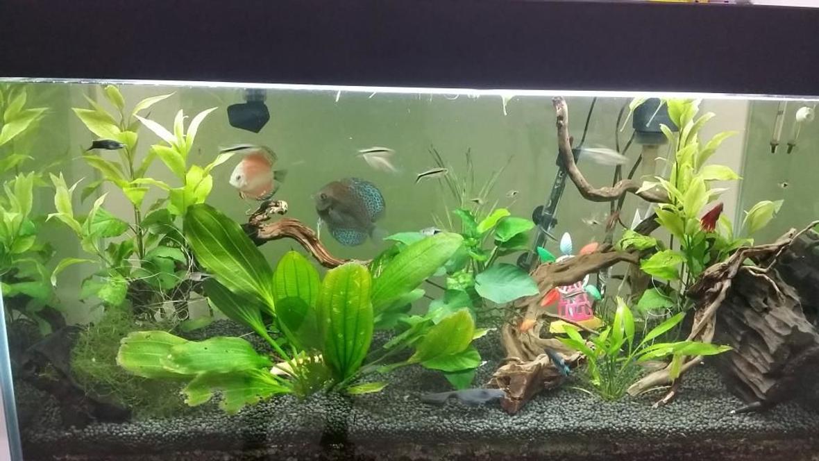 52 gallons planted tank (mostly live plants and fish) - Planted Tanks with Discus and Halfmoon