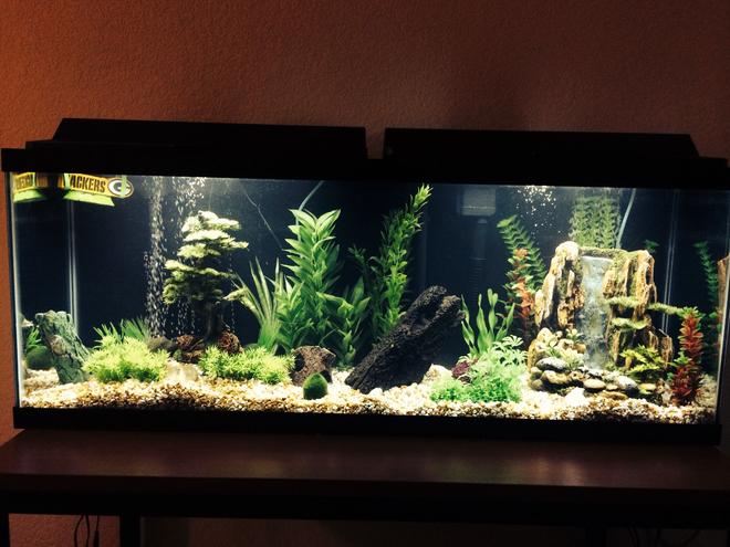 50 gallons freshwater fish tank (mostly fish and non-living decorations) - 50 gallon freshwater tank