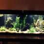 50 gallons freshwater fish tank (mostly fish and non-living decorations) - 50 gallon freshwater tank