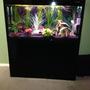 50 gallons planted tank (mostly live plants and fish) - 4'' x 2'' boyu tropical fis tank. Some live plants some fake plants. No fish in tank at this stage as tank has just been set up.