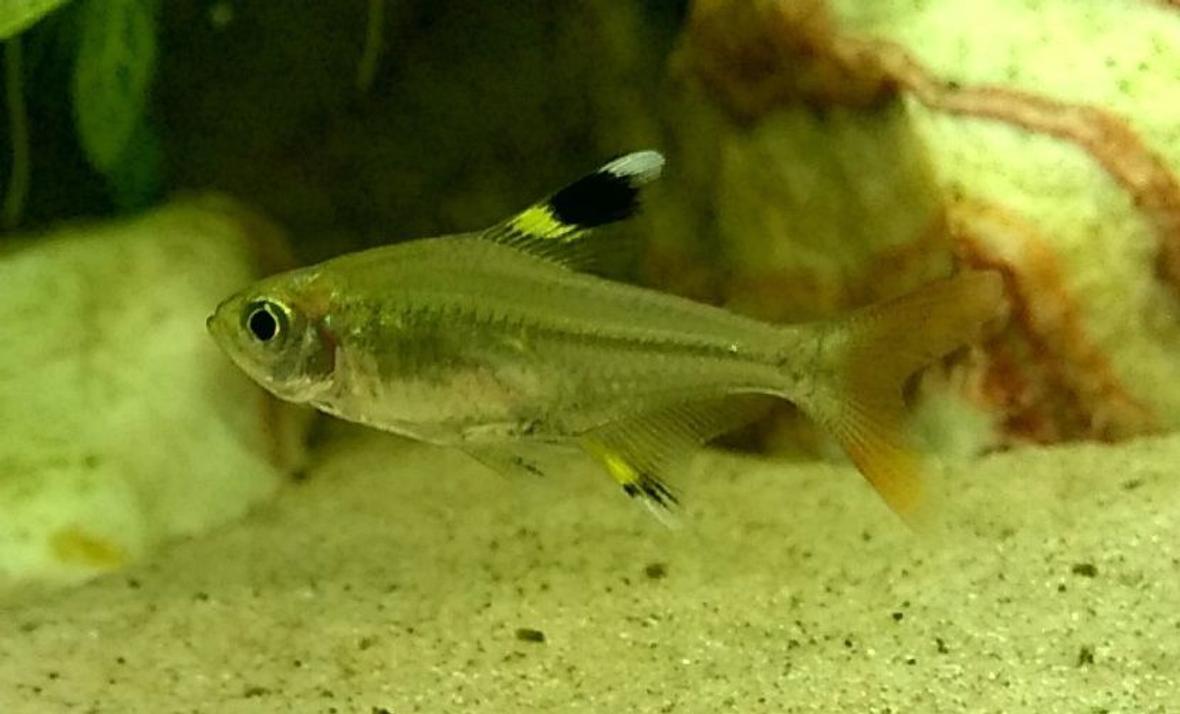 freshwater fish - pristella maxillaris - x-ray pristella tetra stocking in 50 gallons tank - x-ray tetra