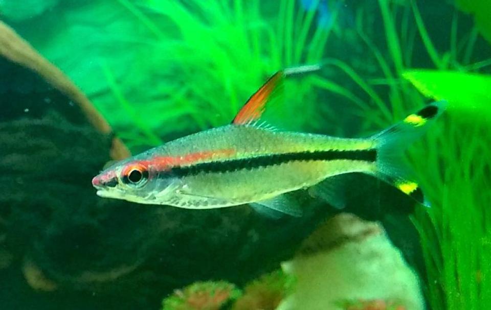 freshwater fish - sahyadria denisonii - denison barb stocking in 50 gallons tank - Denison barb