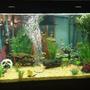 150 gallons freshwater fish tank (mostly fish and non-living decorations) - 150 gallon community tank