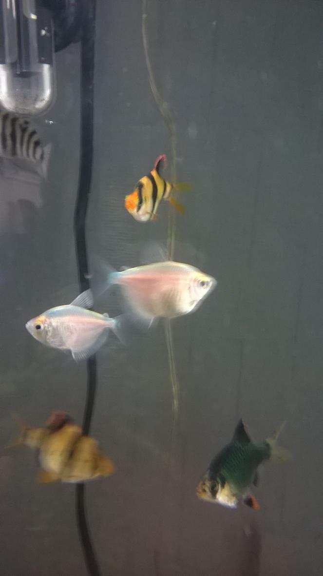 60 gallons freshwater fish tank (mostly fish and non-living decorations) - What the hell are these called I'm new to fish keeping and have tries to find these on the websites and can not. Its the two fish that look like silver dollars but they have blue dorsal fin. Thanks