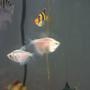 60 gallons freshwater fish tank (mostly fish and non-living decorations) - What the hell are these called I'm new to fish keeping and have tries to find these on the websites and can not. Its the two fish that look like silver dollars but they have blue dorsal fin. Thanks