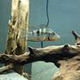 freshwater fish - thorichthys meeki - firemouth cichlid stocking in 45 gallons tank - Firemouth Cichlid