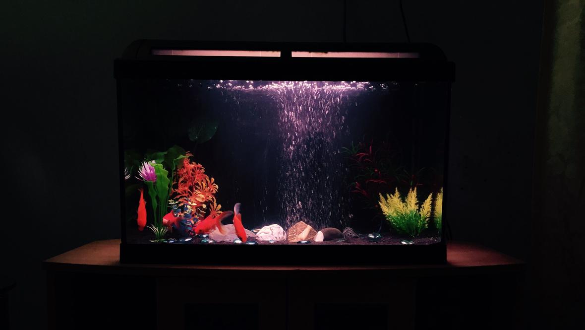 70 gallons freshwater fish tank (mostly fish and non-living decorations) - Fresh water goldfish tank