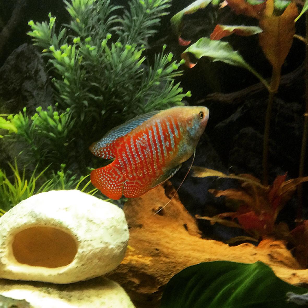 freshwater fish - colisa lalia - dwarf gourami stocking in 26 gallons tank - 🐠🐠