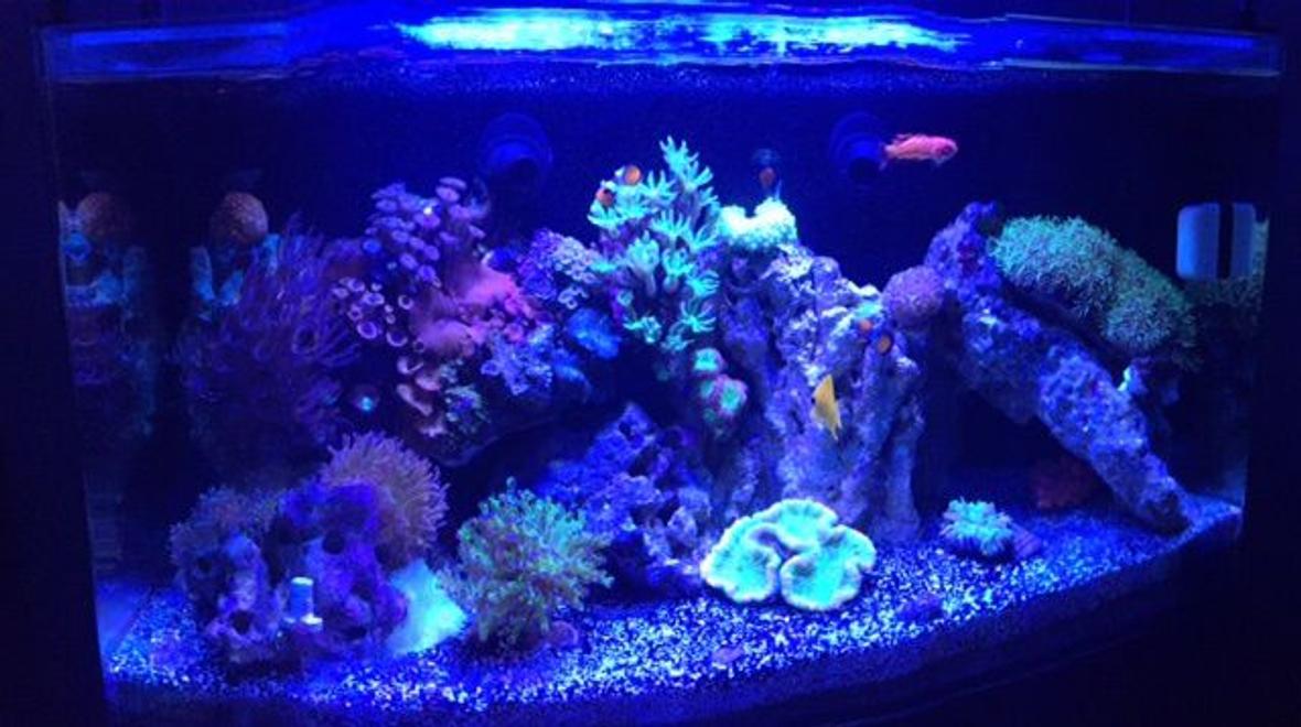 16 gallons reef tank (mostly live coral and fish) - 16 Nuvo