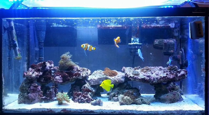 Rated #19: 30 Gallons Reef Tank - 30g start up tank..running about 10 months now