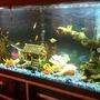 freshwater fish stocking in 50 gallons tank - 50 Gallon, Tropical Fish all found at Petsmart