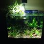 38 gallons planted tank (mostly live plants and fish) - Home tank.