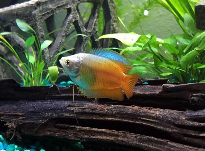 freshwater fish - colisa lalia - flame dwarf gourami stocking in 15 gallons tank - flame dwarf gourami