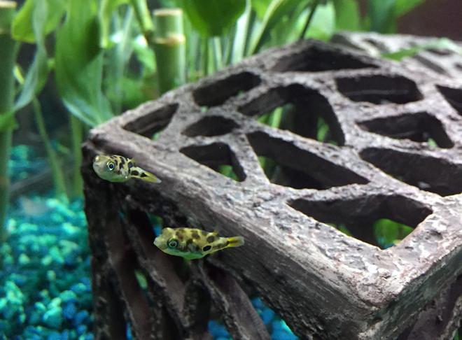 freshwater fish - carinotetraodon travancoricus - dwarf puffer stocking in 15 gallons tank - dwarf puffer