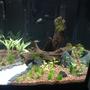 120 gallons planted tank (mostly live plants and fish) - 27 gallon cube