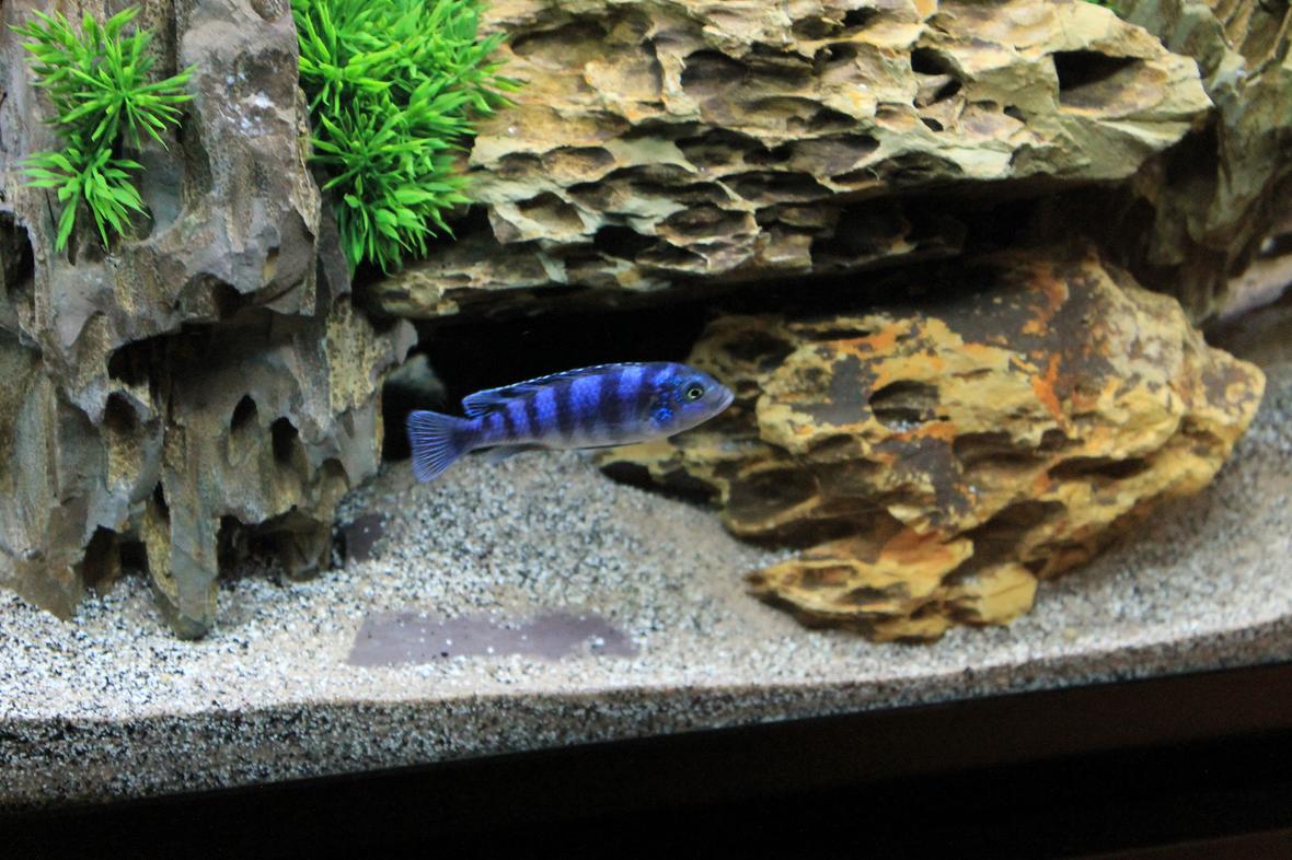 freshwater fish - metriaclima lombardoi - kenyi cichlid stocking in 60 gallons tank - Kenyi